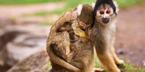 Monkeys and Apes Can Face New Risks In Africa